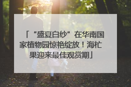 “盛夏白纱”在华南国家植物园惊艳绽放！海杧果迎来最佳观赏期