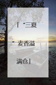 “三夏”麦香溢满仓