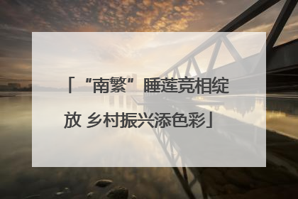 “南繁”睡莲竞相绽放 乡村振兴添色彩