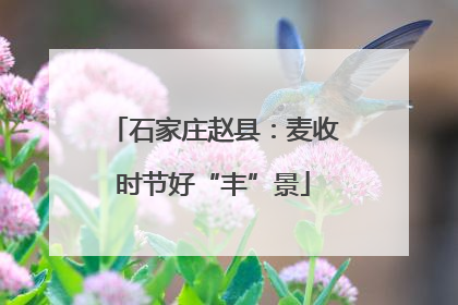 石家庄赵县：麦收时节好“丰”景