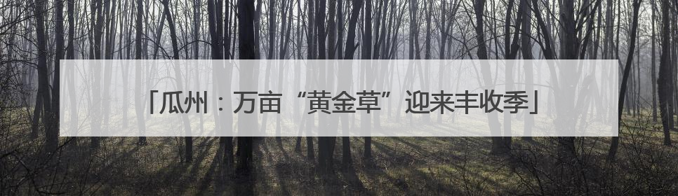 瓜州：万亩“黄金草”迎来丰收季