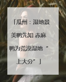 瓜州：湿地景美鸭先知 赤麻鸭为荒漠湿地“上大分”