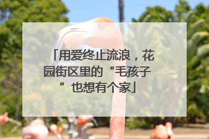 用爱终止流浪，花园街区里的“毛孩子”也想有个家