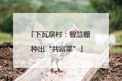 下瓦泉村：智慧棚种出“共富菜”