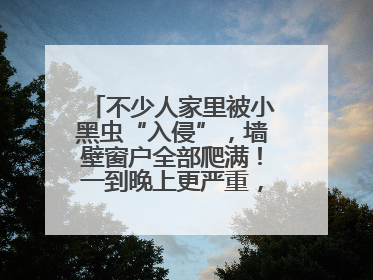 不少人家里被小黑虫“入侵”，墙壁窗户全部爬满！一到晚上更严重，还有一股臭味