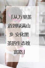 从万里茶道到绿满山乡 安化黑茶的生态致富路