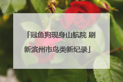 冠鱼狗现身山航院 刷新滨州市鸟类新纪录