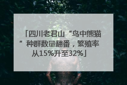 四川老君山“鸟中熊猫”种群数量翻番，繁殖率从15%升至32%