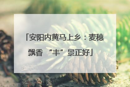 安阳内黄马上乡：麦穗飘香 “丰”景正好