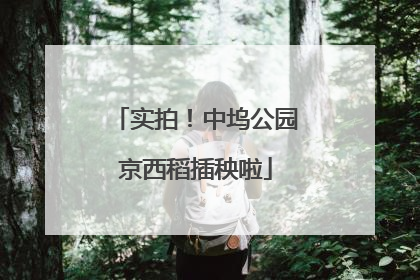 实拍！中坞公园京西稻插秧啦
