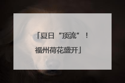 夏日“顶流”！福州荷花盛开