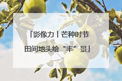 影像力丨芒种时节 田间地头绘“丰”景