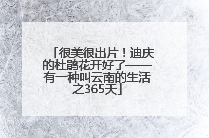 很美很出片！迪庆的杜鹃花开好了——有一种叫云南的生活之365天