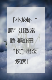 小龙虾“爬”出致富路 稻虾田“长”出金疙瘩