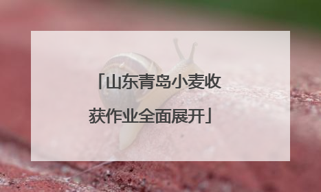 山东青岛小麦收获作业全面展开