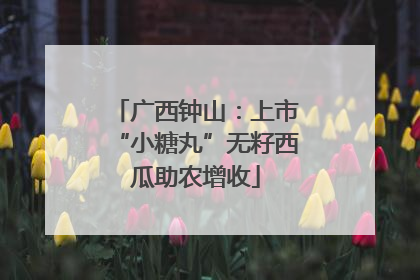 广西钟山：上市“小糖丸”无籽西瓜助农增收