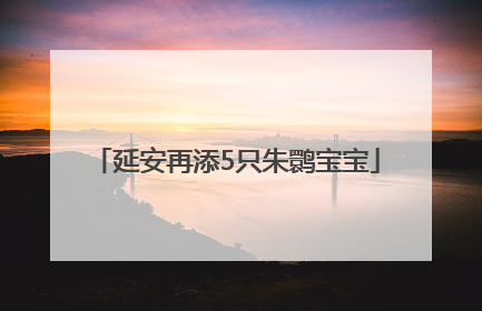 延安再添5只朱鹮宝宝