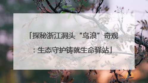 探秘浙江洞头“鸟浪”奇观：生态守护铸就生命驿站