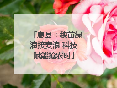 息县：秧苗绿浪接麦浪 科技赋能抢农时