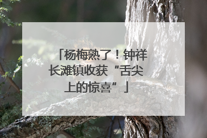 杨梅熟了！钟祥长滩镇收获“舌尖上的惊喜”