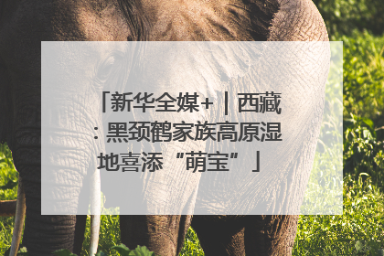 新华全媒+｜西藏：黑颈鹤家族高原湿地喜添“萌宝”