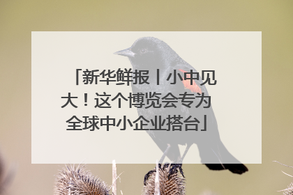 新华鲜报丨小中见大！这个博览会专为全球中小企业搭台