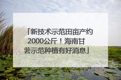 新技术示范田亩产约2000公斤！海南甘薯示范种植有好消息