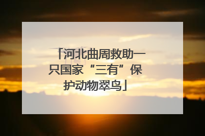 河北曲周救助一只国家“三有”保护动物翠鸟