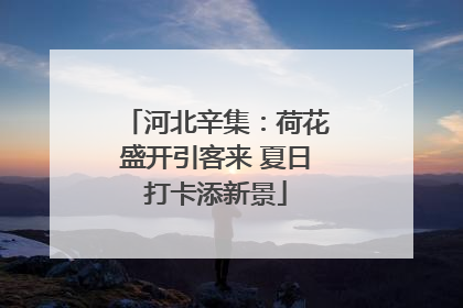 河北辛集：荷花盛开引客来 夏日打卡添新景