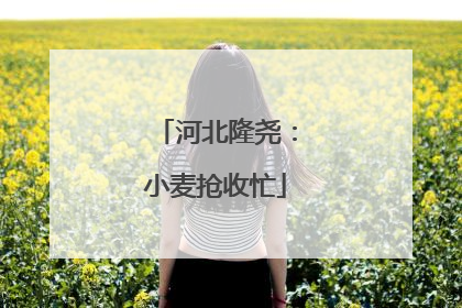 河北隆尧：小麦抢收忙