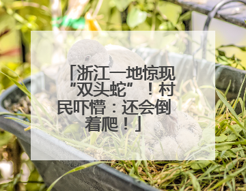 浙江一地惊现“双头蛇”！村民吓懵：还会倒着爬！