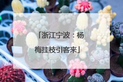 浙江宁波：杨梅挂枝引客来