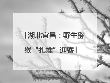 湖北宜昌：野生猕猴“扎堆”迎客