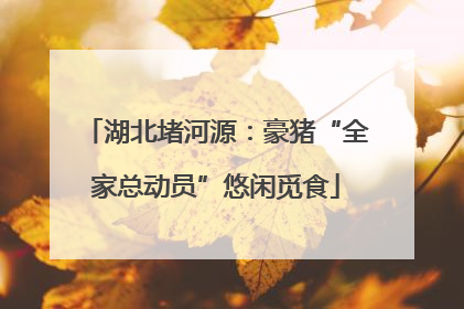 湖北堵河源：豪猪“全家总动员”悠闲觅食