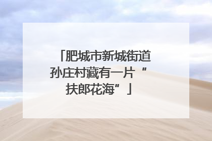 肥城市新城街道孙庄村藏有一片“扶郎花海”