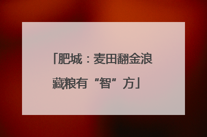 肥城：麦田翻金浪藏粮有“智”方