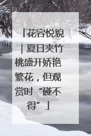 花容悦貌｜夏日夹竹桃盛开娇艳繁花，但观赏时“碰不得”