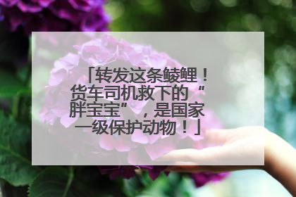 转发这条鲮鲤！货车司机救下的“胖宝宝”，是国家一级保护动物！