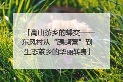 高山茶乡的蝶变——东风村从“鹧鸪营”到生态茶乡的华丽转身