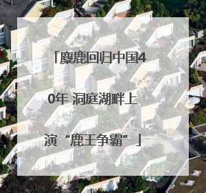 麋鹿回归中国40年 洞庭湖畔上演“鹿王争霸”
