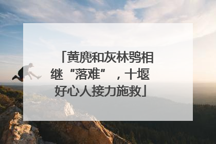 黄麂和灰林鸮相继“落难”，十堰好心人接力施救