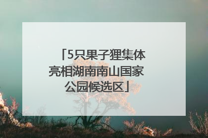 5只果子狸集体亮相湖南南山国家公园候选区